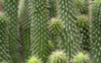 Hoodia Gordonii Cactus